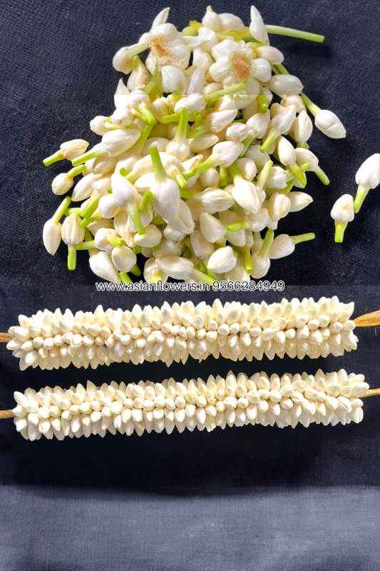 Jasmine braids (172)